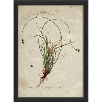 Botanical Framed Graphic Art | Wayfair