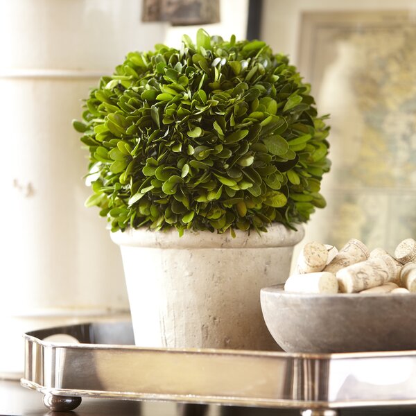 Birch Lane Round Preserved Boxwood Topiary | Birch Lane