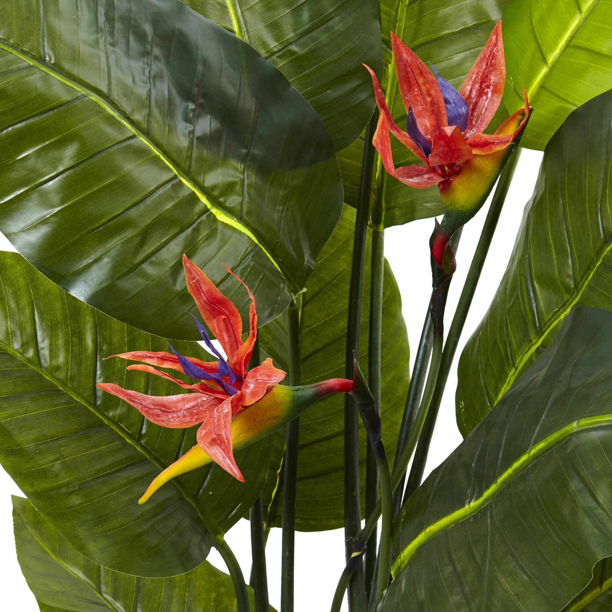 Bird of Paradise Floor Plant in Pot | Wayfair