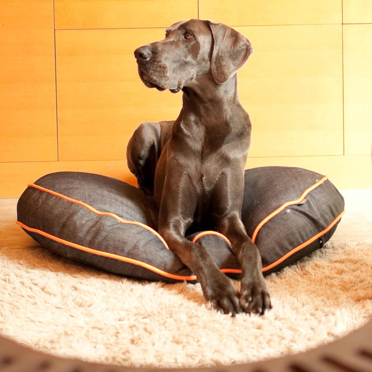large round dog pillow