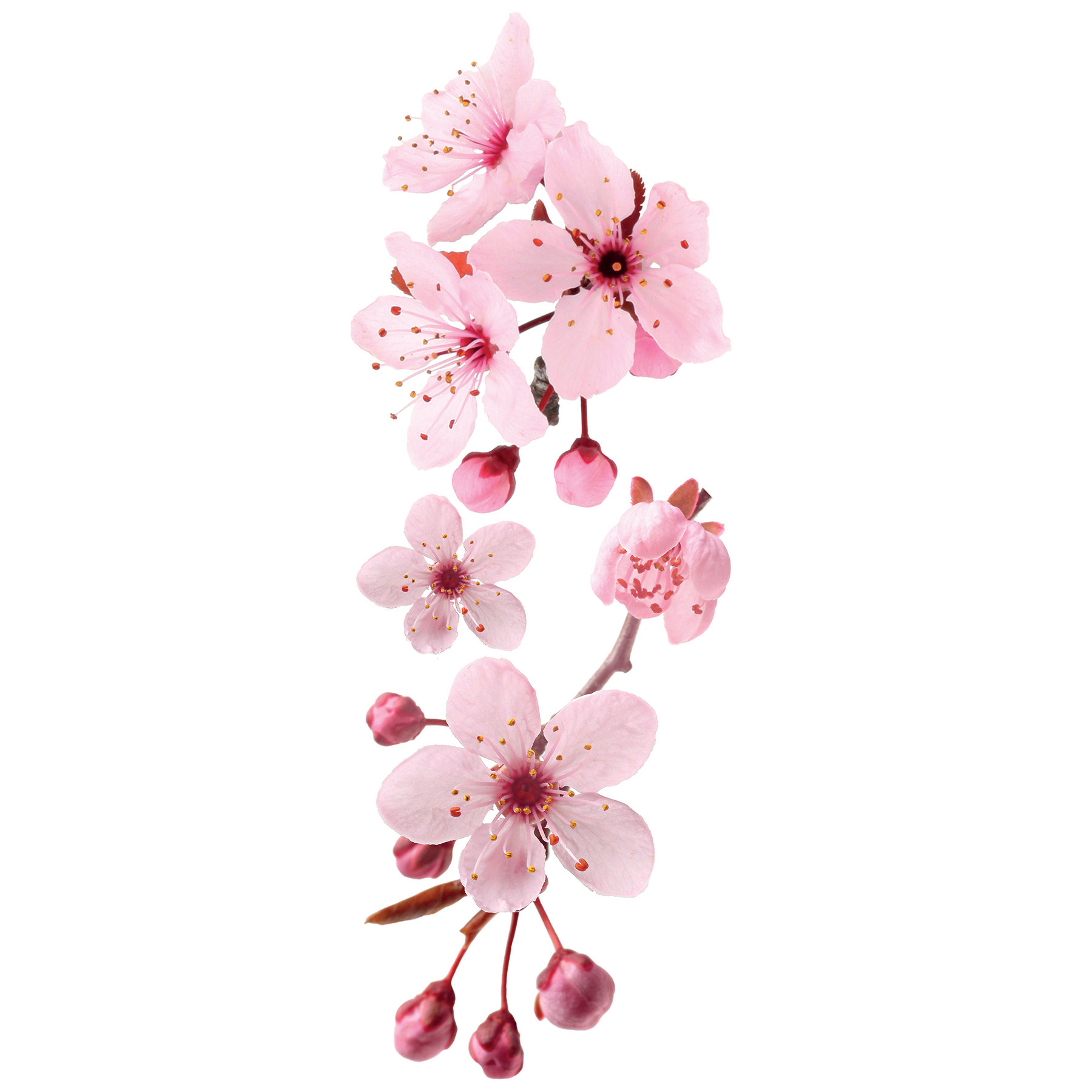 Home Decor Line Peach Flowers Wall Decal Wayfair