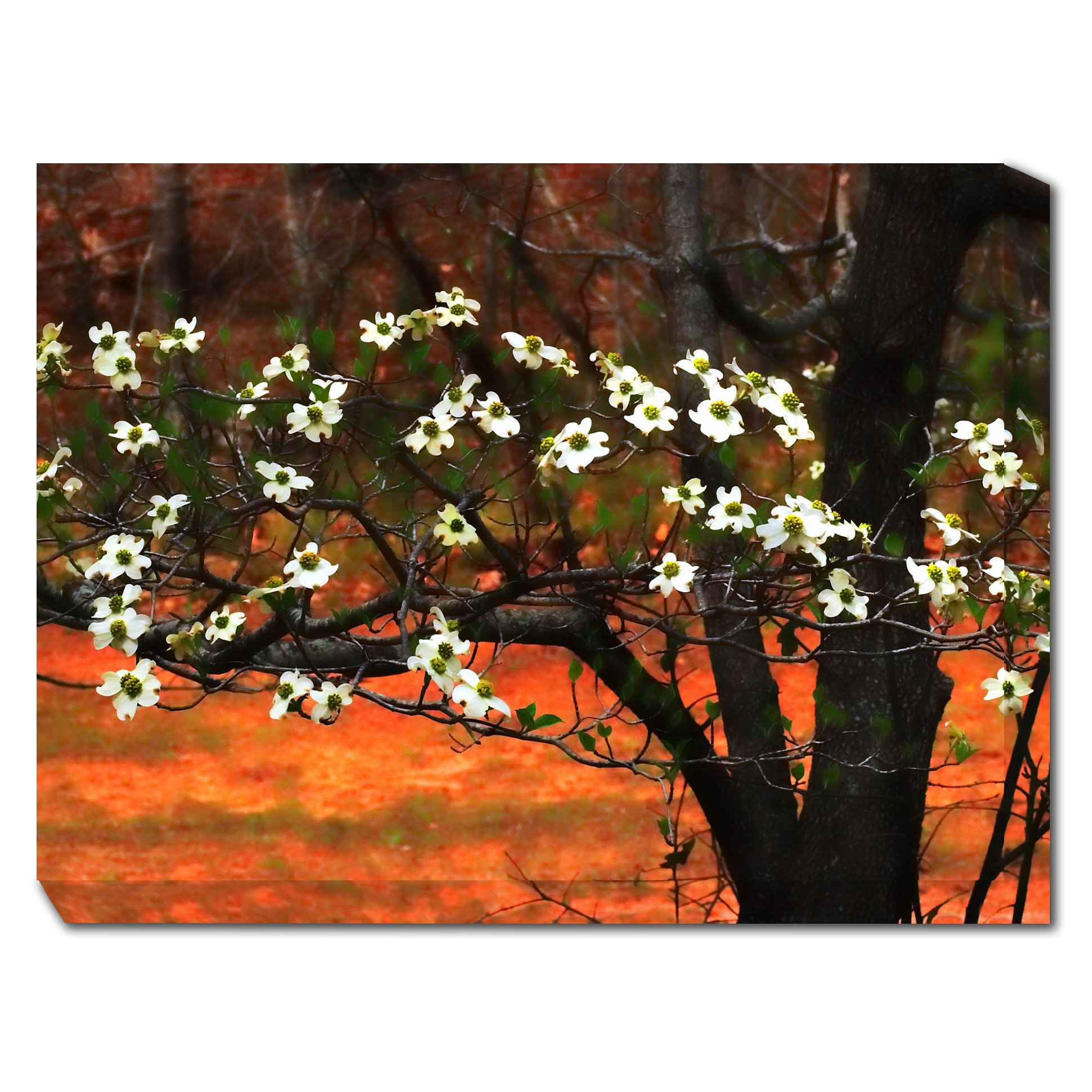 Dogwood At Sunset Framed Photographic Print on Wrapped Canvas Wayfair
