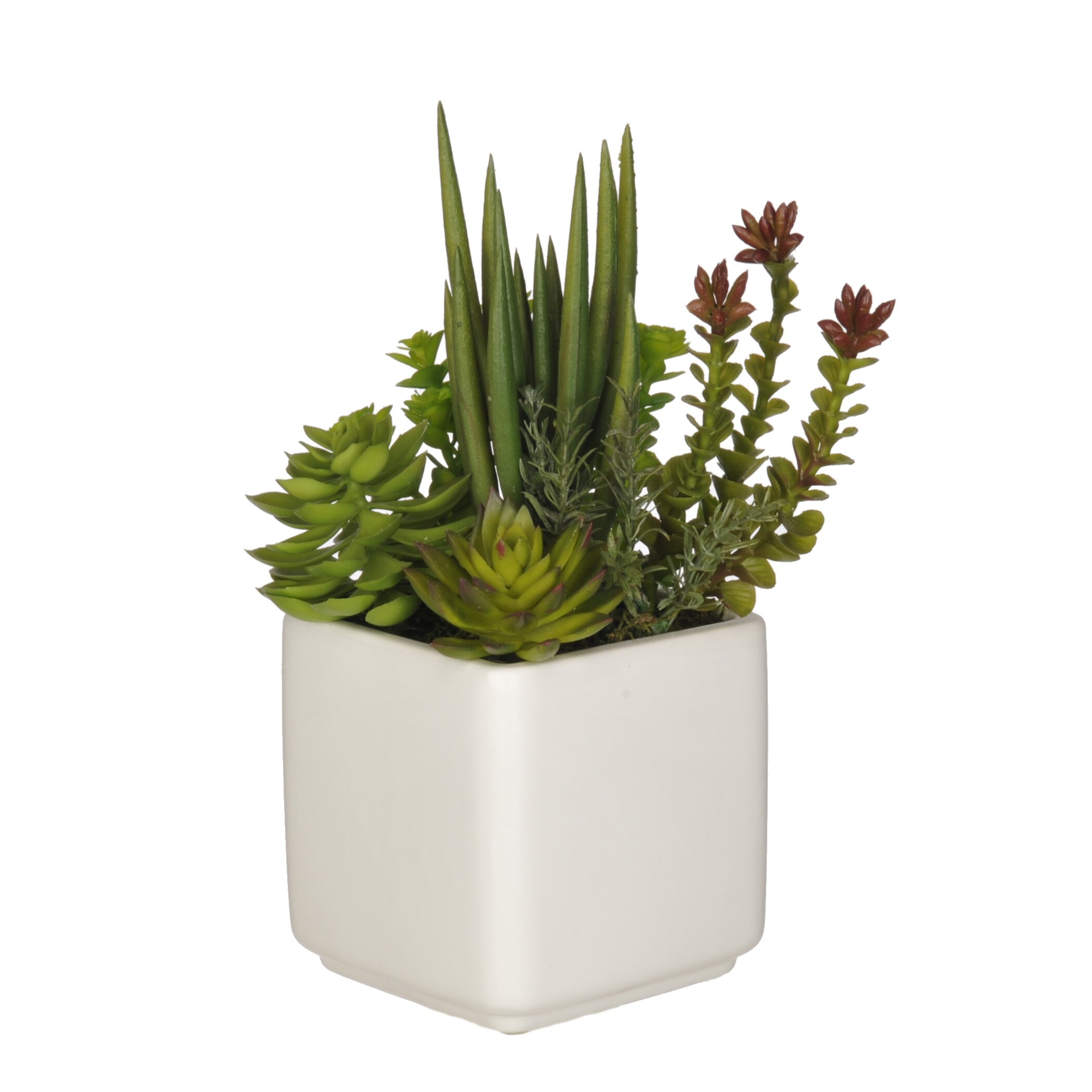 Succulent desk plant information