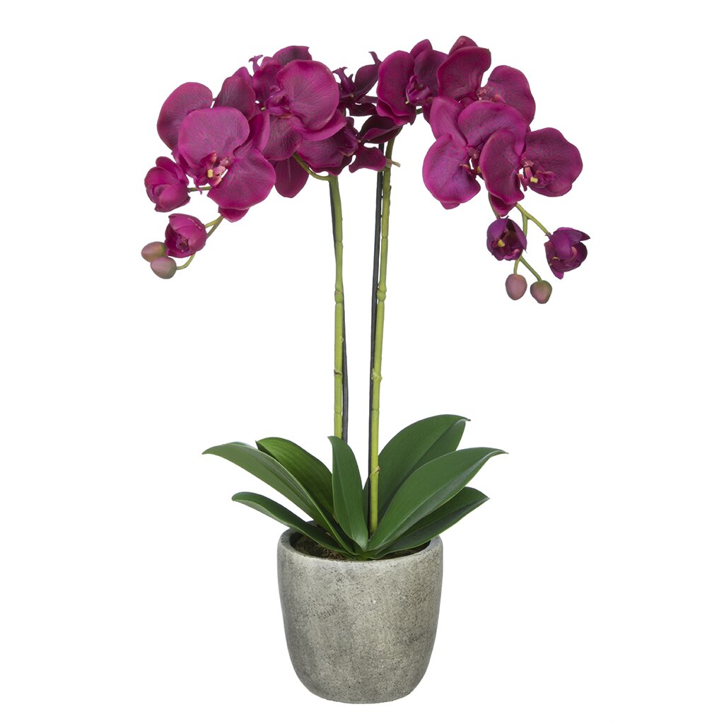 House Of Silk Flowers Double Stem Orchid In Gray Stone Look Vase And Reviews Wayfair