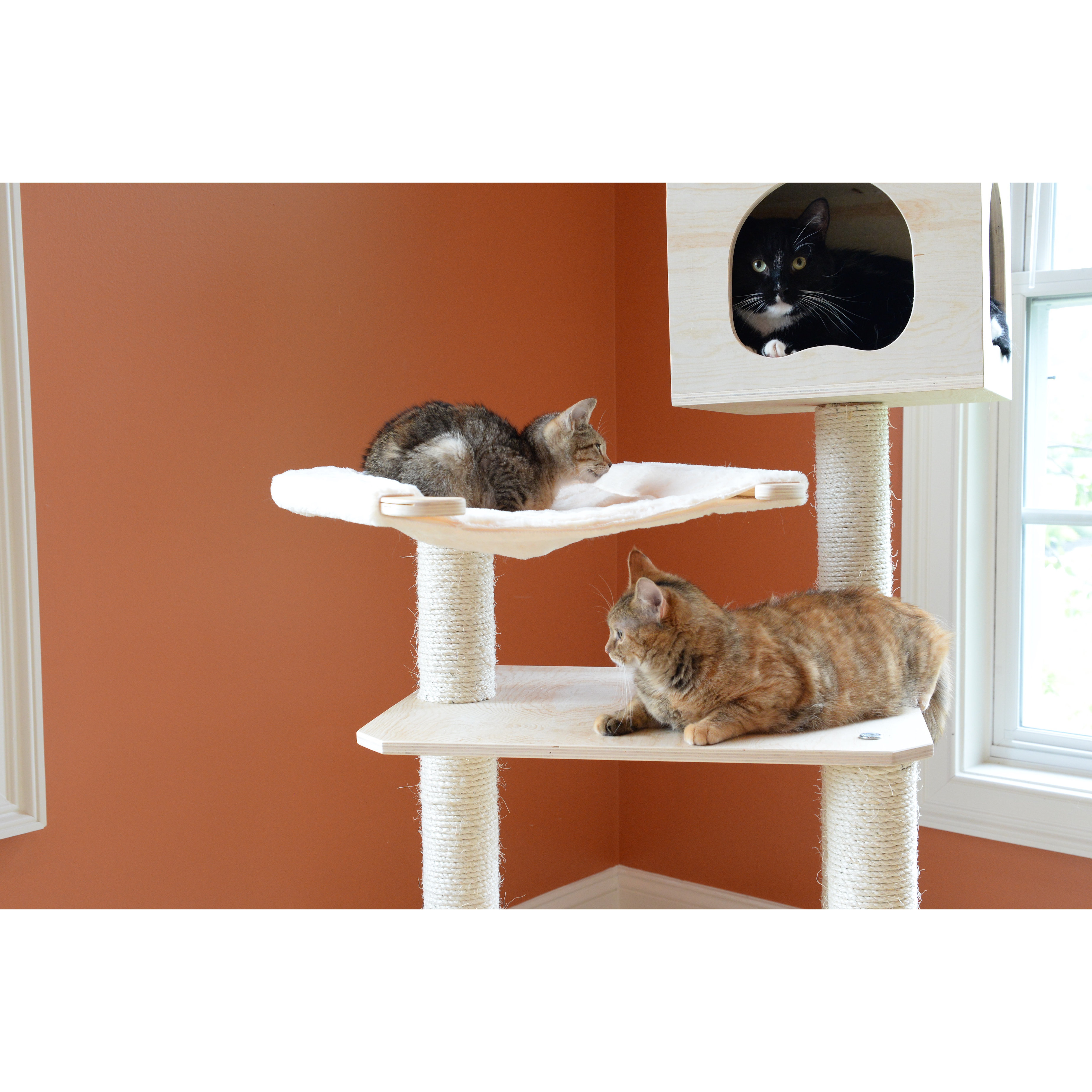 50" Premium Cat Tree Wayfair
