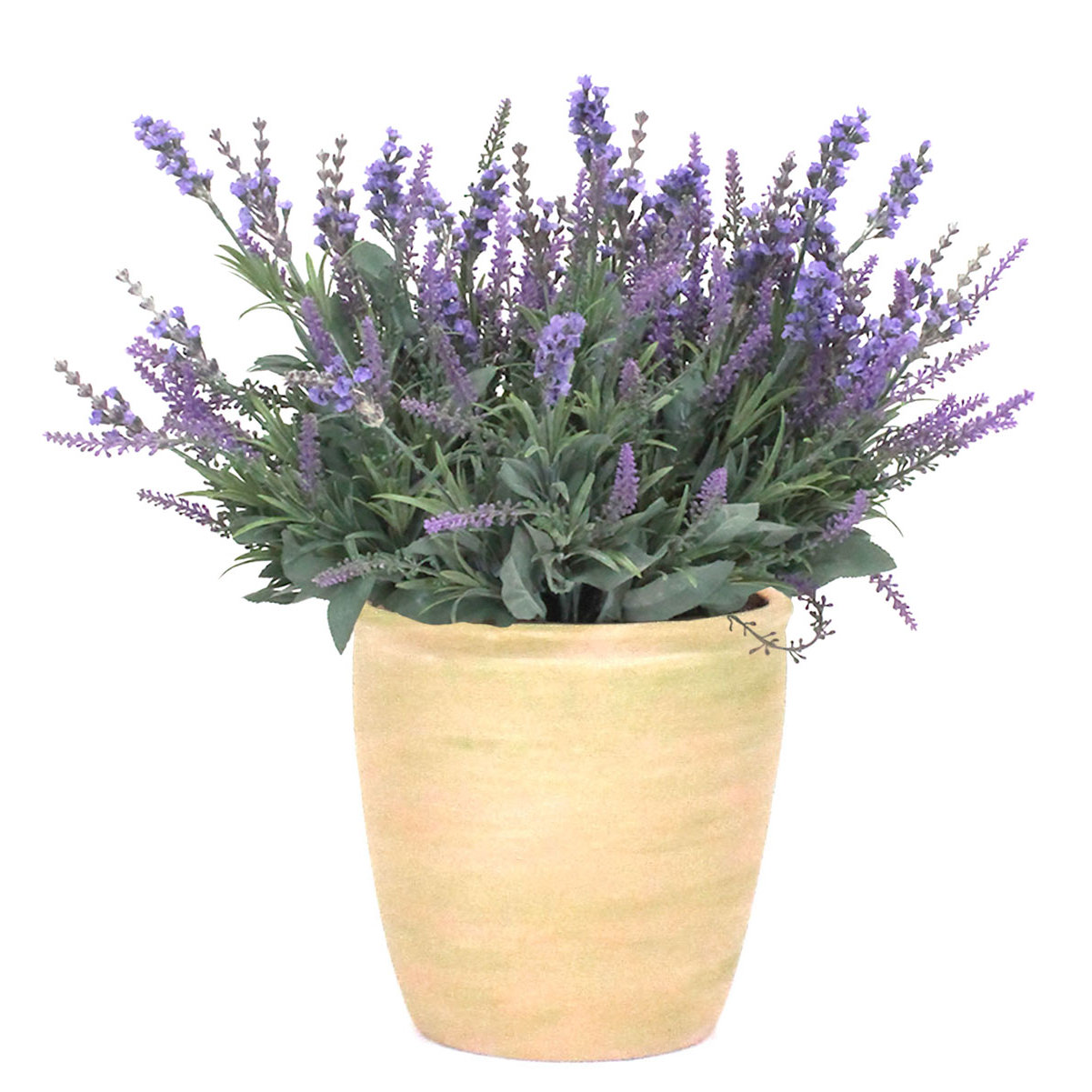 Lavender in Planter | Wayfair