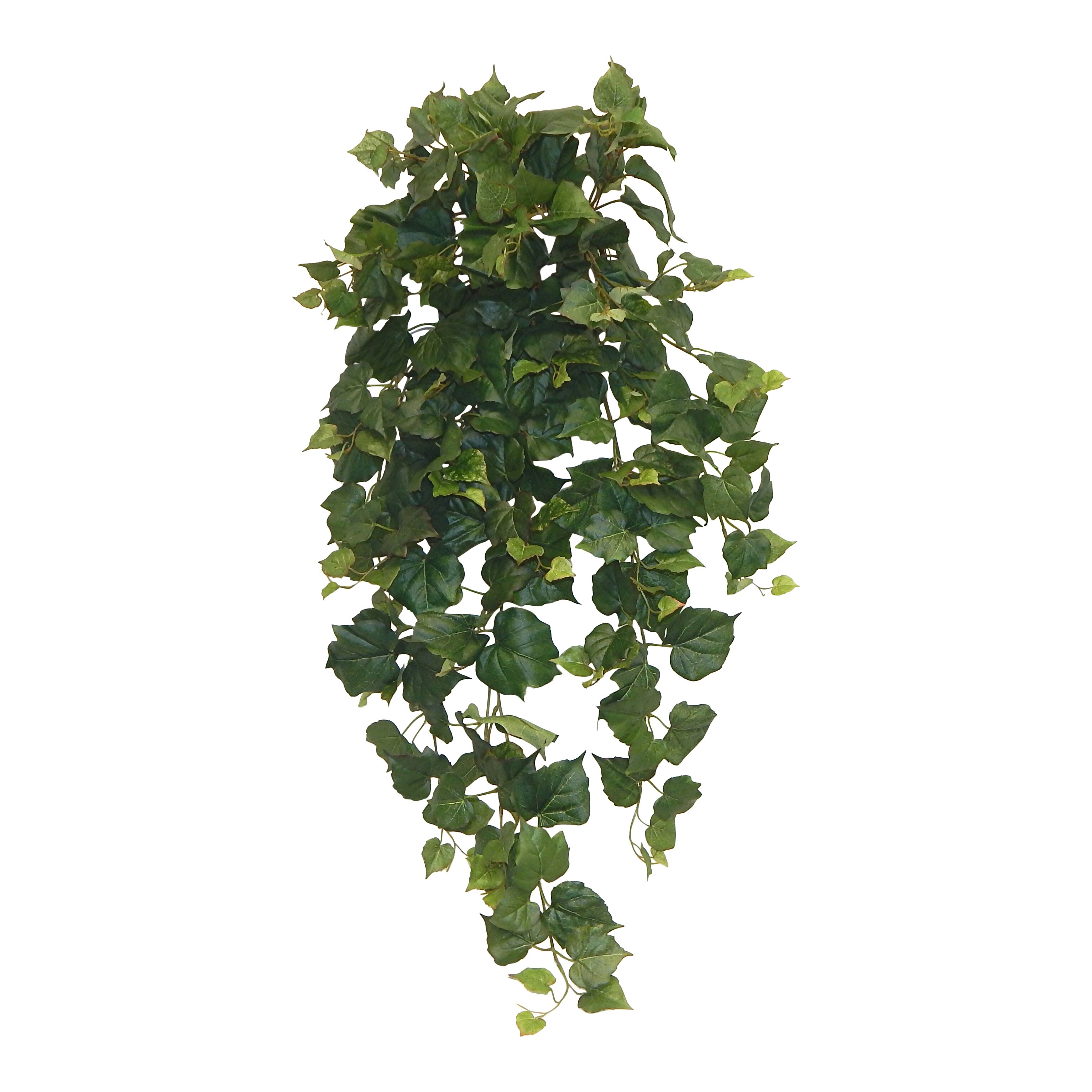 Hanging ivy plant information | cathyshepherdot