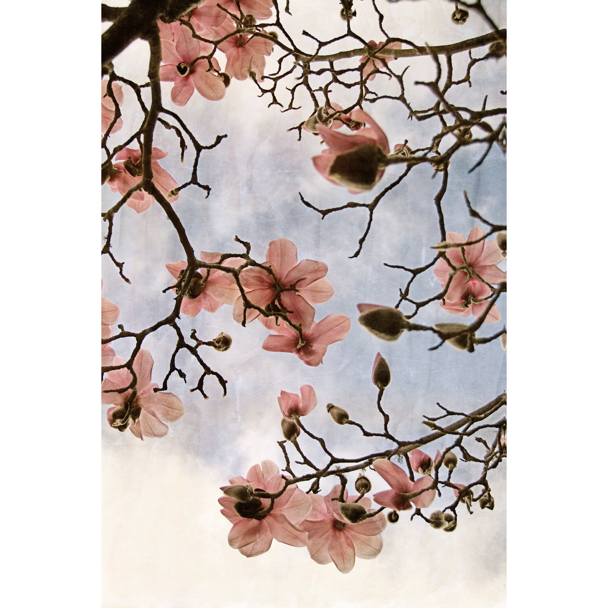 Tulip Magnolia 3 By Thea Schrack Painting Print On Wrapped Canvas Wayfair