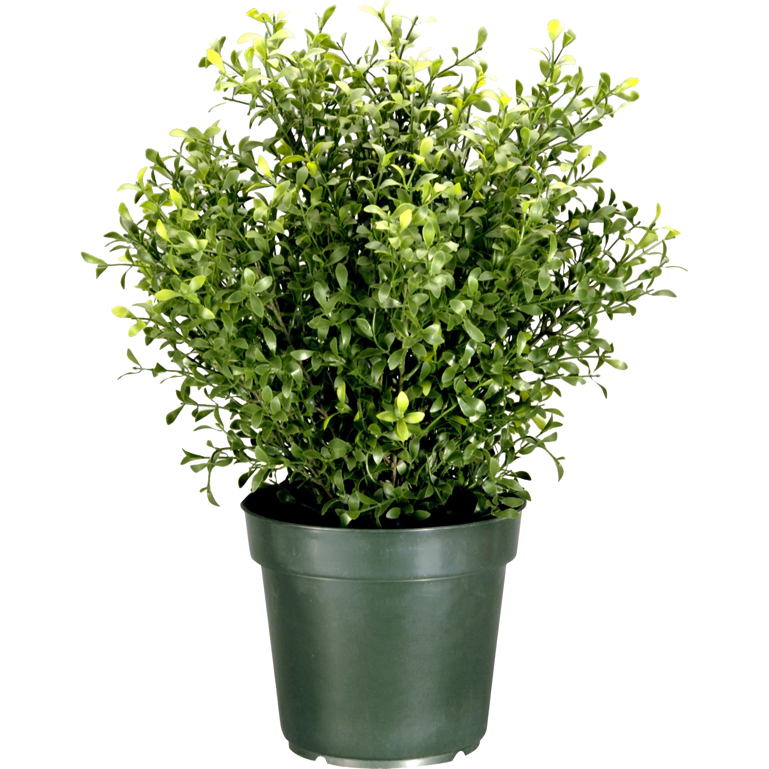 Floor Plant in Pot | Wayfair