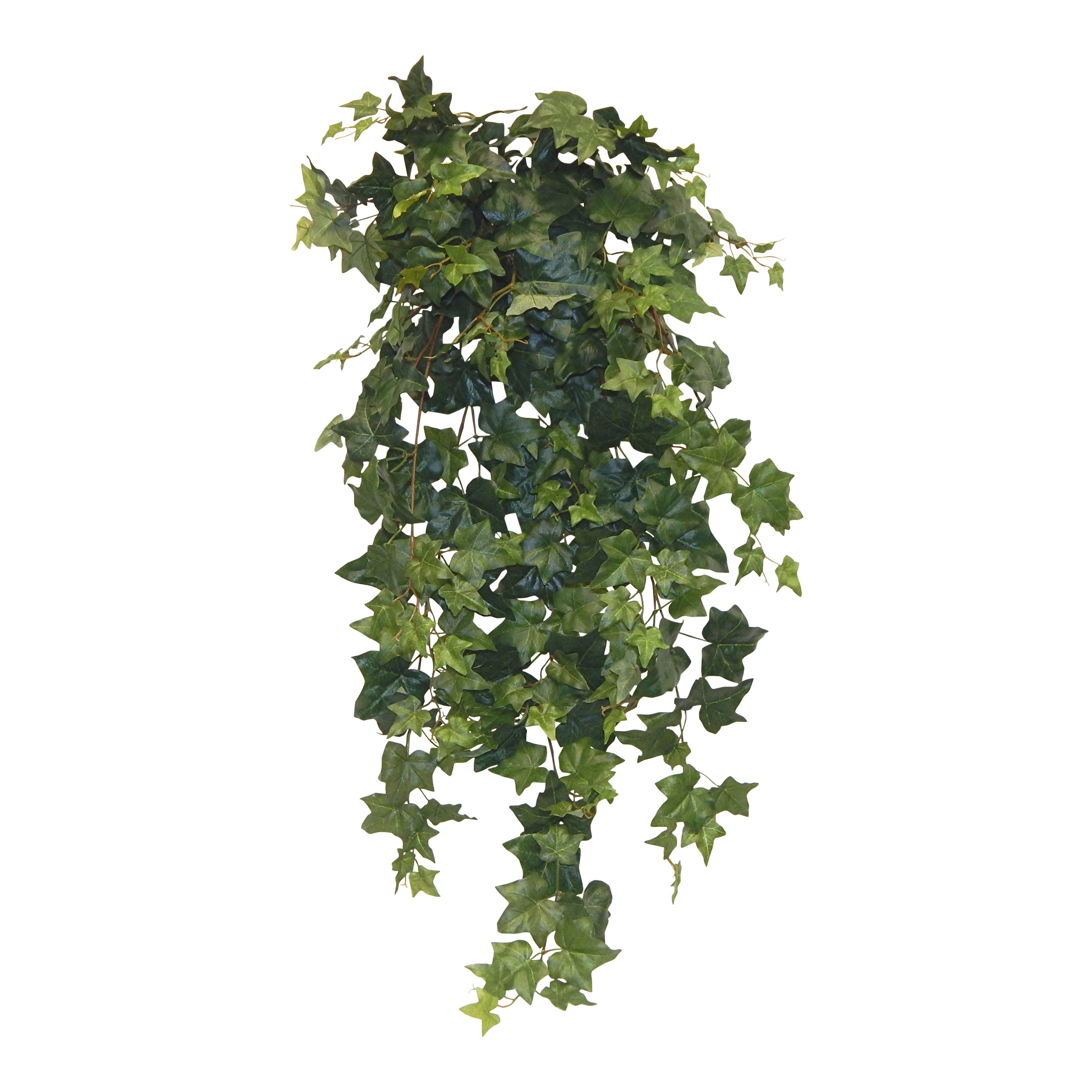 Alcott Hill Ivy Hanging Plant &amp; Reviews Wayfair