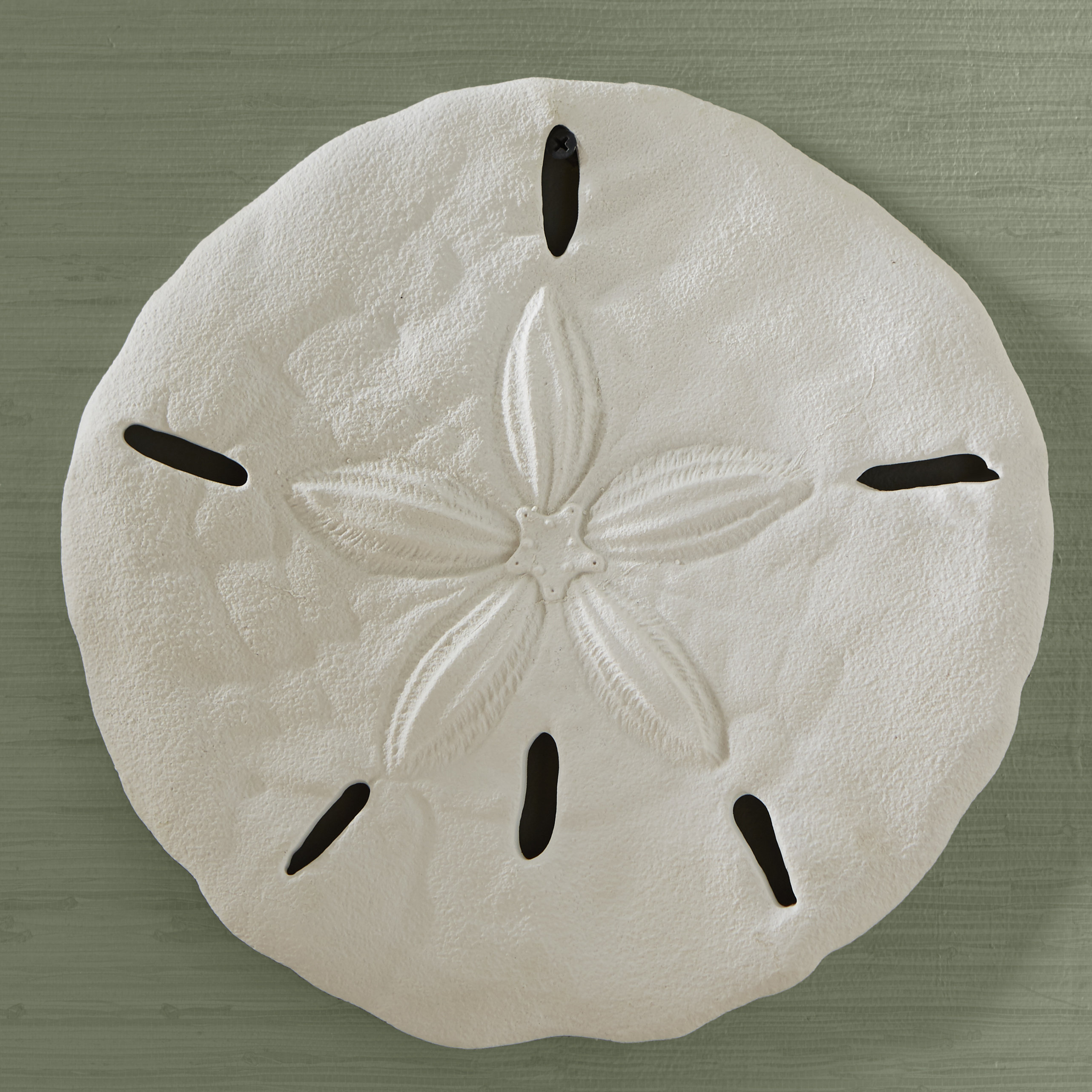 Beachcrest Home Sand Dollar Wall Décor & Reviews Wayfair