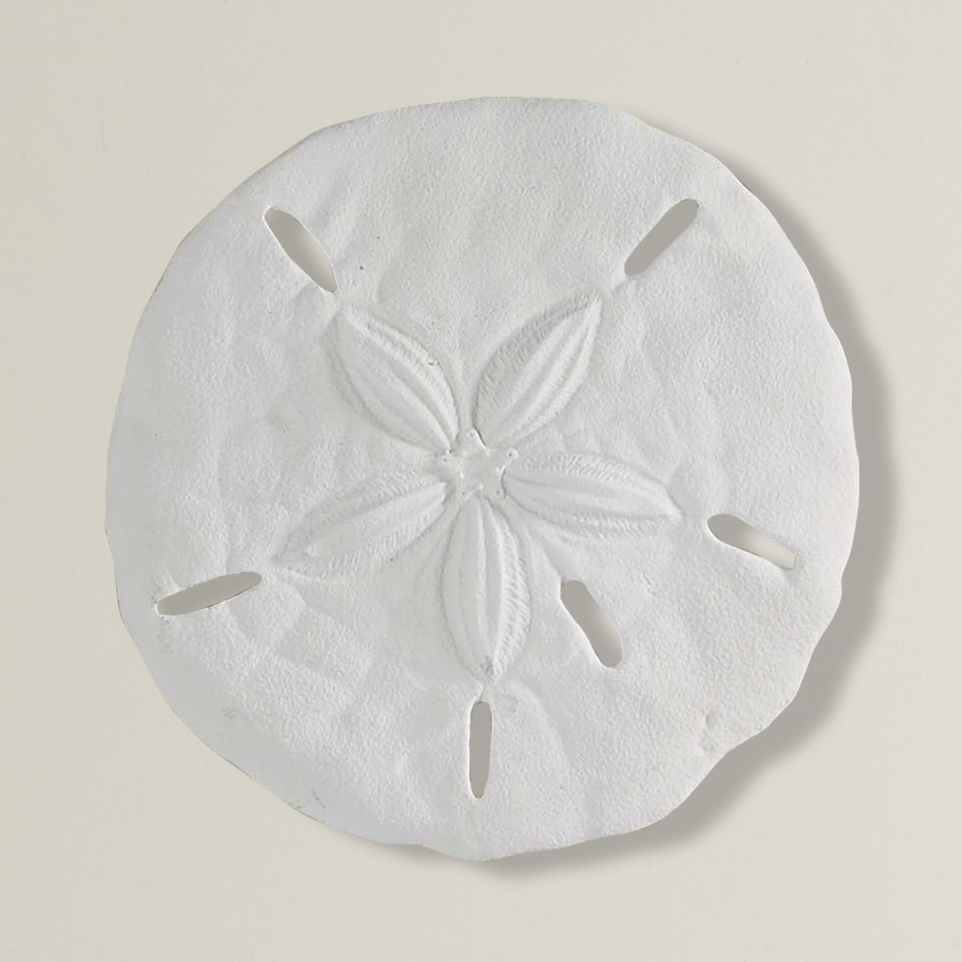 Beachcrest Home Sand Dollar Wall Décor & Reviews Wayfair