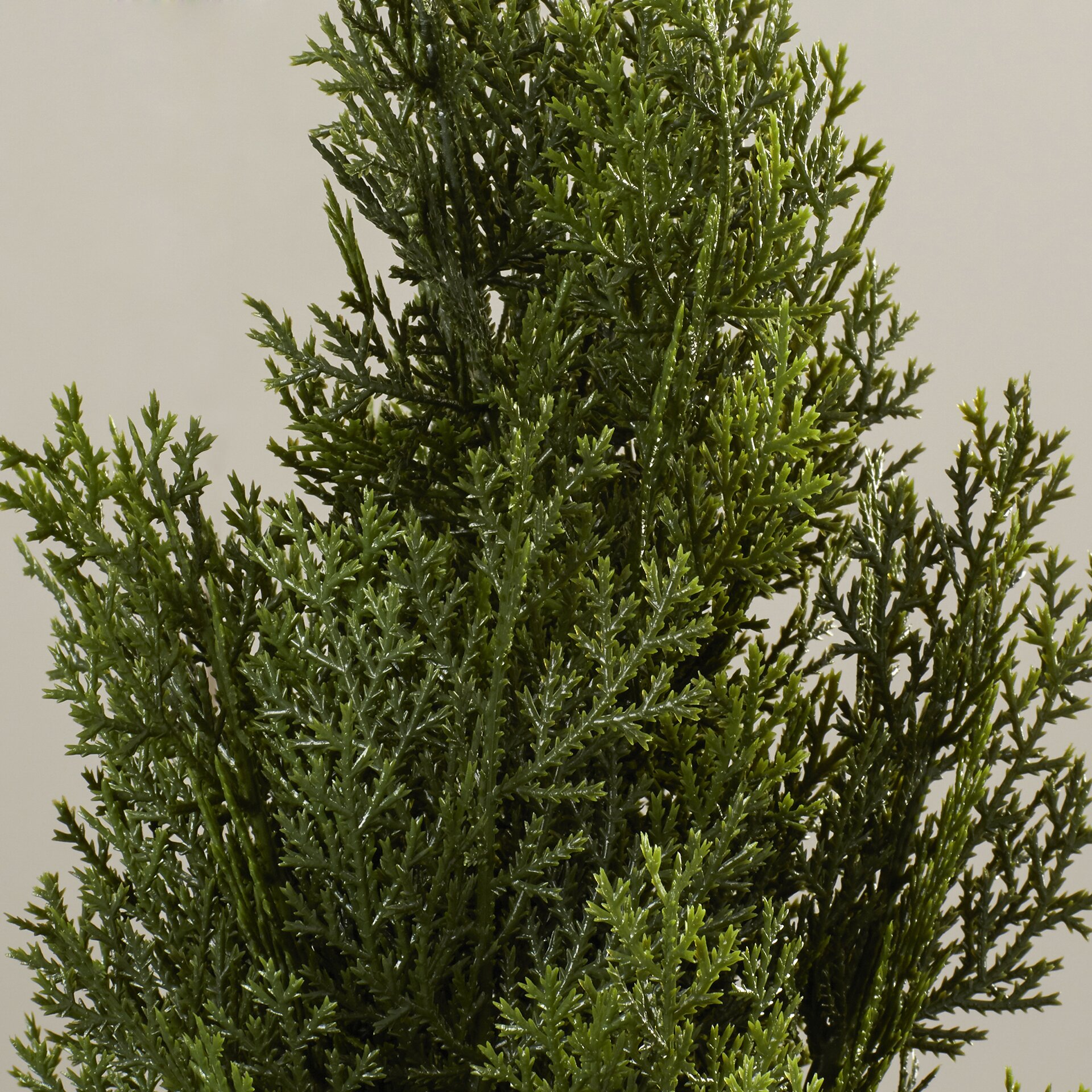 Mini Cedar Tree in Pot Wayfair