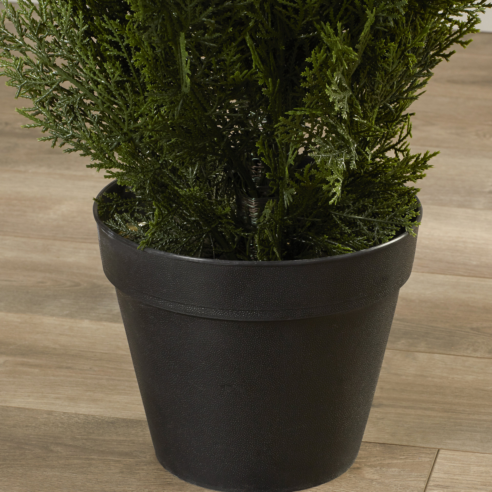 Mini Cedar Tree in Pot Wayfair