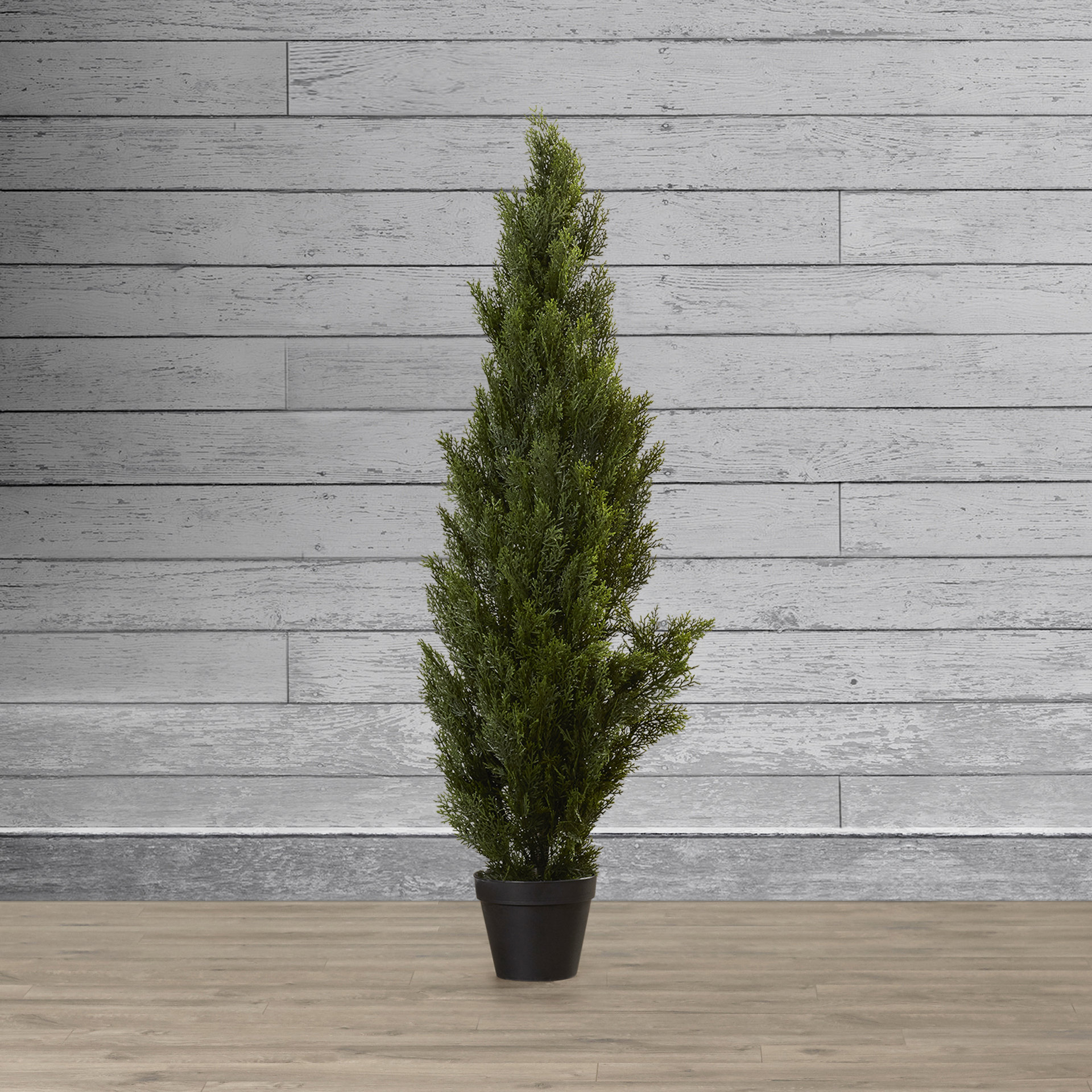 Mini Cedar Tree in Pot Wayfair