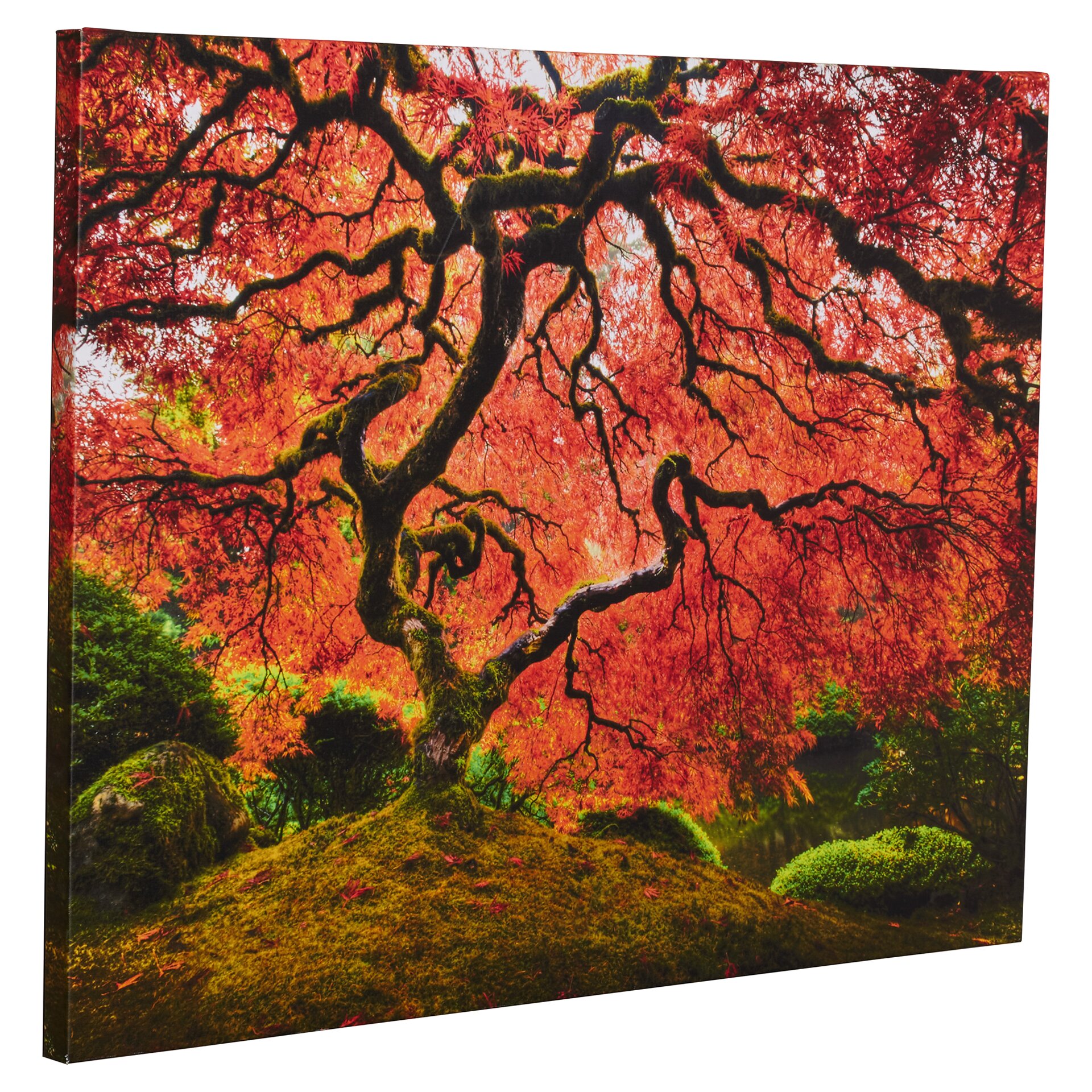 Bungalow Rose Japanese Tree Photographic Print on Wrapped Canvas ...